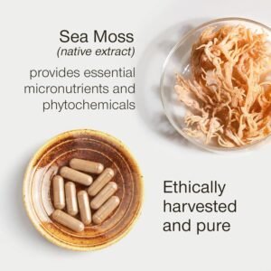 Irish sea moss capsules and dried sea moss on a plate.