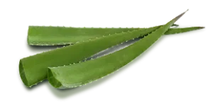 Aloe vera, an ingredient in Colon Reset