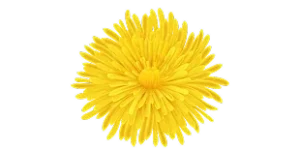 Dandelion root, an ingredient in Colon Reset