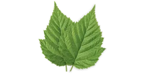 Nettle leaf, an ingredient in Colon Reset